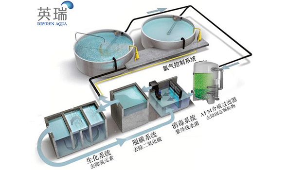 AFM®活性滤料在循环水养殖系统的应用